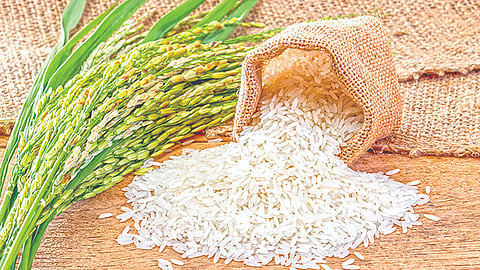 Rice production |