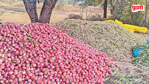 onion farming loss