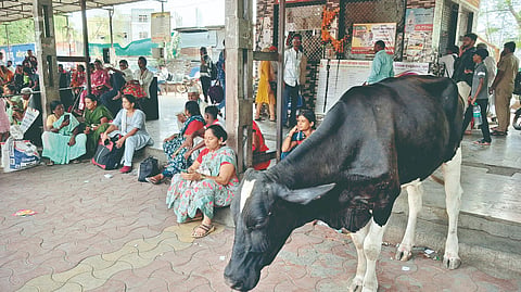Solapur news: सोलापूर बसस्थानकात मोकाट जनावरांचा मुक्त वावर