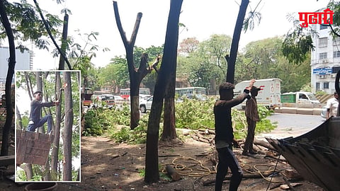 Shastrinagar Flyover Tree Cutting