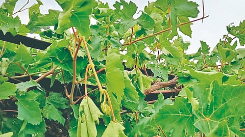 Tasgaon Rain