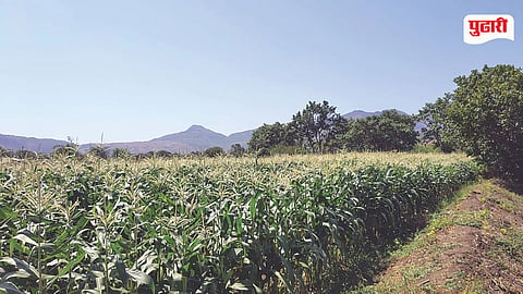 Golden Maize Farming