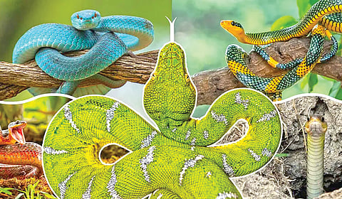 Snake facts |