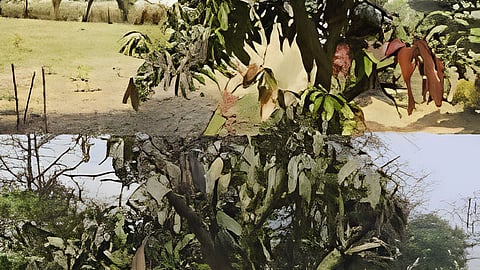 mango trees