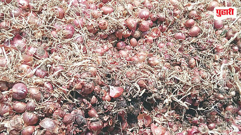 Onion Price Crash