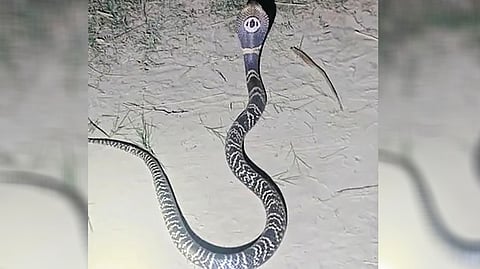 King Cobra |