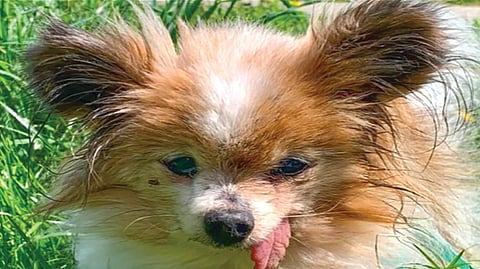 world oldest dog |