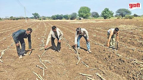Sugarcane Farming