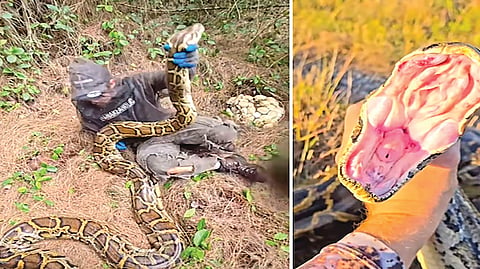 Python snakes |