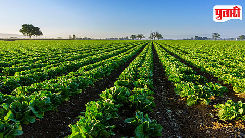 Farming