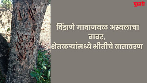 Bear threat : विंझणे गावाजवळ अस्वलाचा वावर, शेतकऱ्यांमध्ये भीतीचे वातावरण
