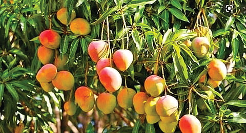 Malda mango city |