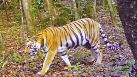 Sahyadri Tiger Reserve