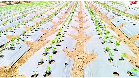 Agriculture News