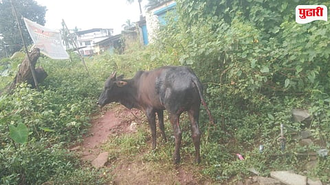 Mahad Poladpur heatwave