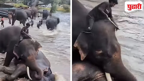 Elephant Fight