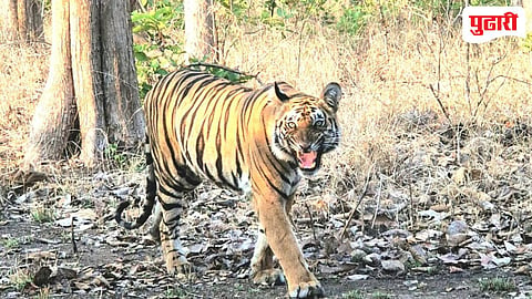 Nanded news | पैनगंगा अभयारण्यात ‘ज्युली’चे दर्शन; जंगल सफारीला पर्यटकांची वाढती पसंती
