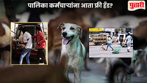 SC Directions On Stary Dogs