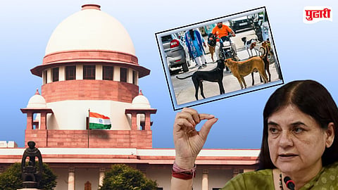 Maneka Gandhi on stray dogs | 'सुप्रीम कोर्टाने जबाबदारी...' : मोकाट कुत्र्यांबाबतच्या आदेशावर मनेका गांधी काय म्हणाल्या?