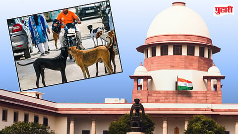 STRAY DOG CASE SUPREME COURT VERDICT