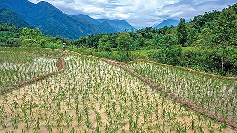 Thermal limit farming |