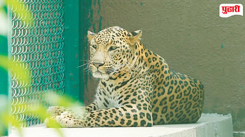 Ramdas Athawale Adopted Leopard