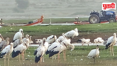 Migratory Birds