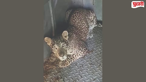 Shahapur Leopard News