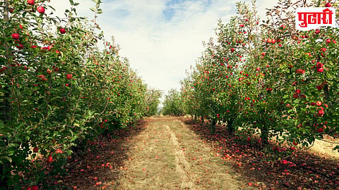 Fruit Orchard