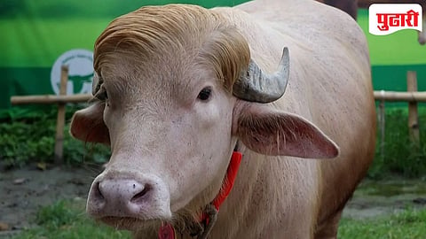 Bangladesh Buffalo Viral