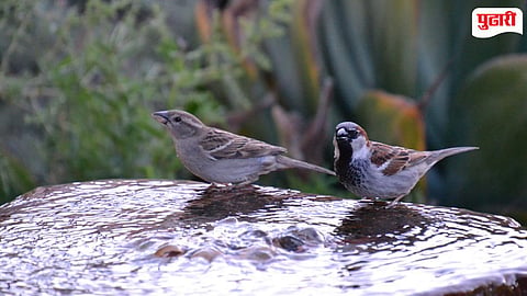 Wildlife Water Crisis