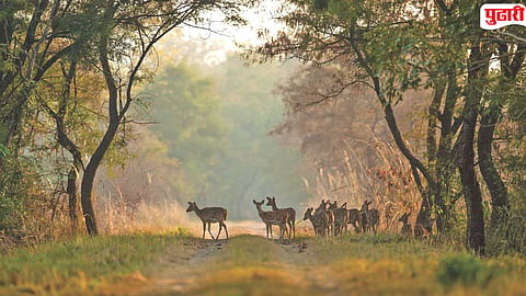 Sanjay Gandhi National Park