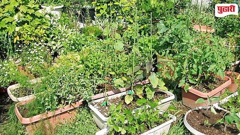 Balcony Gardening Trend