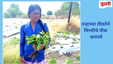 Jalna Agriculture News
