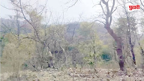 Pali Forest Fire
