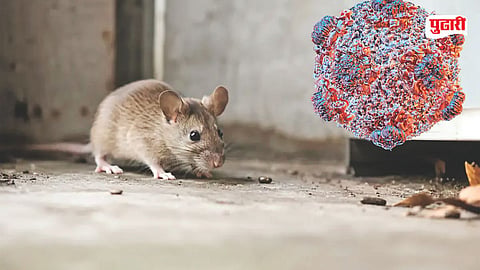 Hantavirus Mumbai