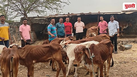 Beed Gevrai Cattle Rescue
