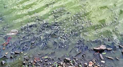 Fish death: दूषित पाण्यामुळे सिद्धेश्वर तलावातील माशांचा मृत्यू