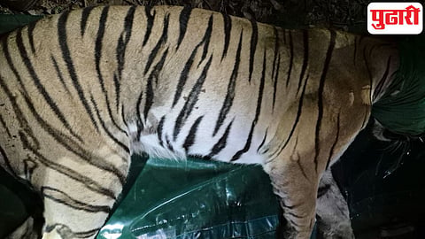 Chandrapur tigress captured