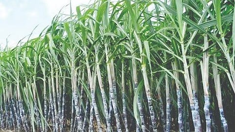 Pending sugarcane payments |