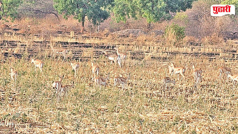 Bhokardan Wildlife News