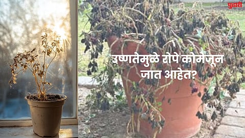 Gardening Tips