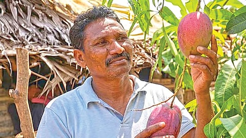 World most expensive mango |