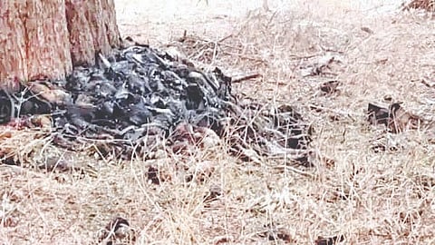 Bat Deaths Heatwave |