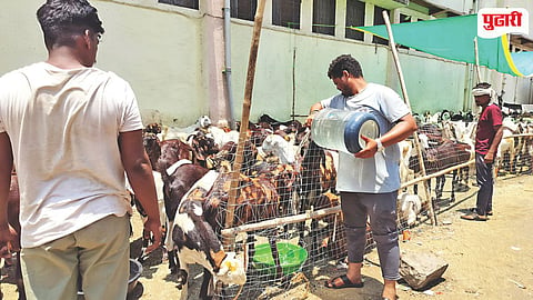 Goat Meat Price Rise