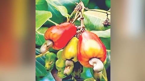 Cashew Farming