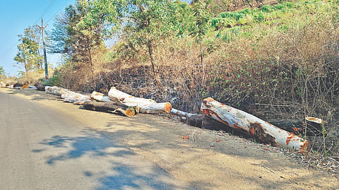 Satara illegal tree cutting: चाफळ परिसरात अवैध वृक्षतोडीचा धुमाकूळ