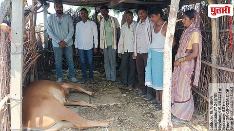Lightning Strike Cattle Death