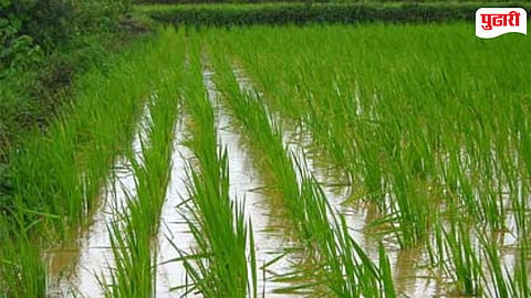 Rice Farming