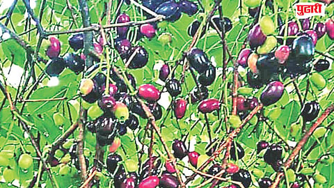 Jamun tree disappearing